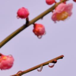 望梅止渴的故事