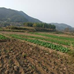 农村种植致富好项目