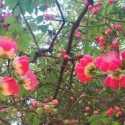 各种花的典故
