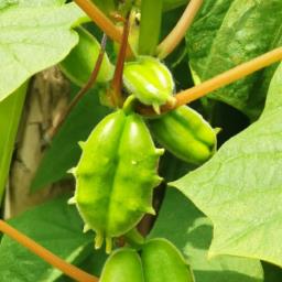 农村5个药材种植致富项目