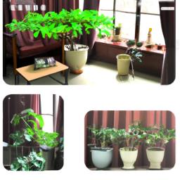 家庭室内种植致富项目